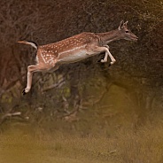 Fallow Deer Jump