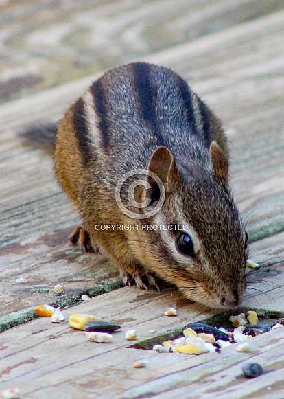 Chipmunk Chipmunk
