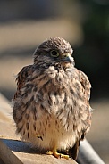 Common Kestrel Fledgling (Falco tinnunculus