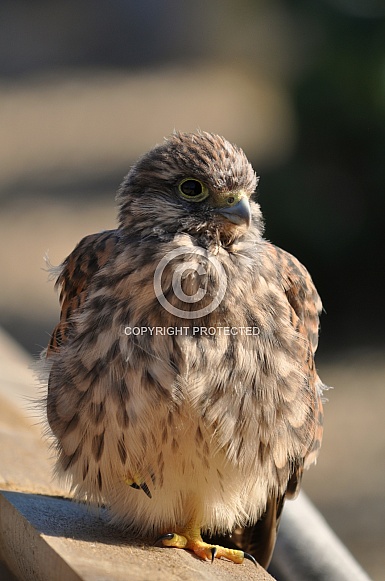 Common Kestrel Fledgling (Falco tinnunculus