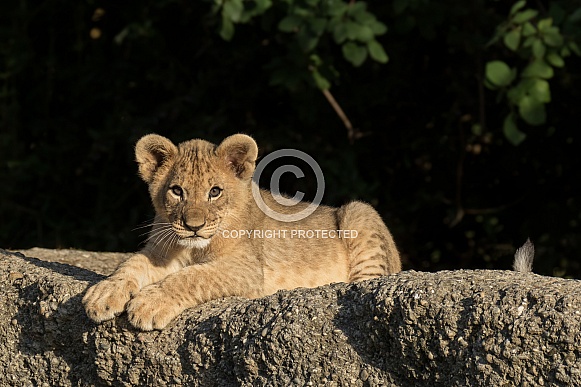 Young African Lion