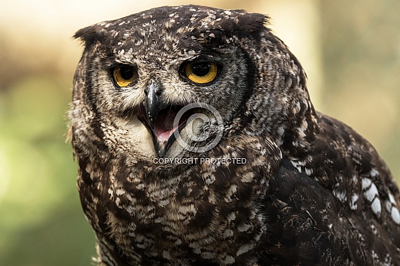 African Spotted Eagle Owl Face Shot Beak Open