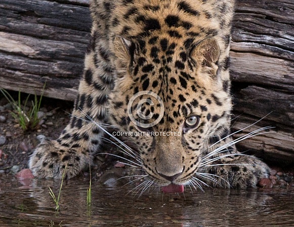 Juvenile Amur Leopard in Montana