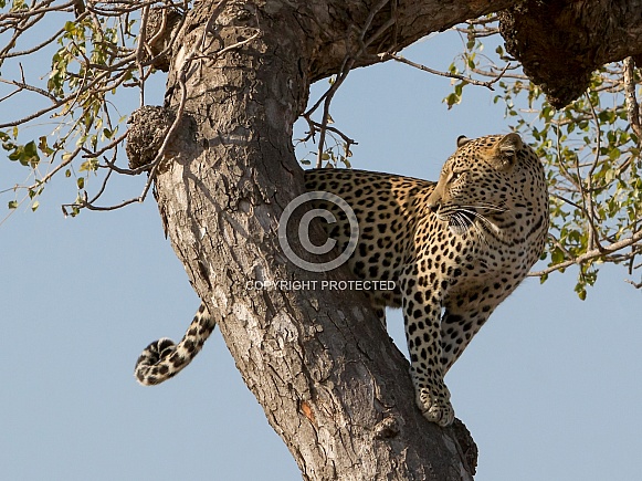 Leopard in tree (wild)