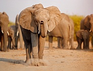 African elephant in the nature habitat