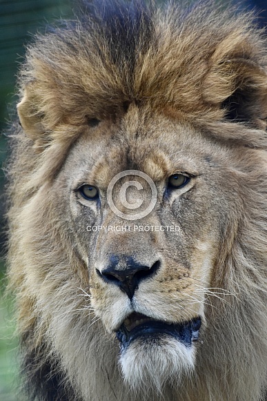 African Lion