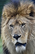 African Lion