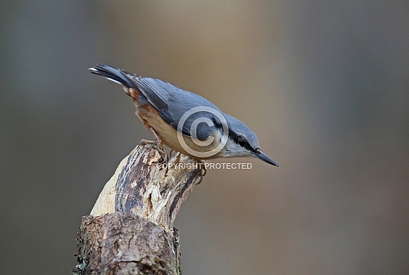 Nuthatch Nuthatch