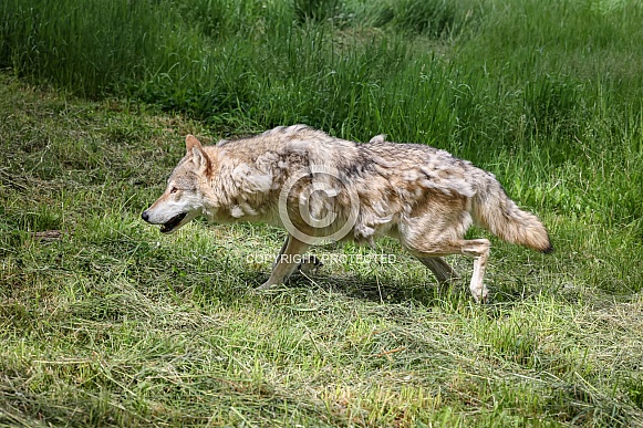 Tundra Grey Wolf Tundra Grey Wolf