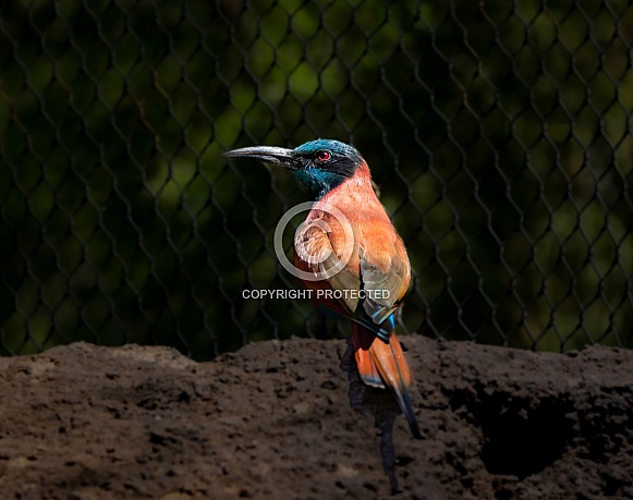 Bee Eaters