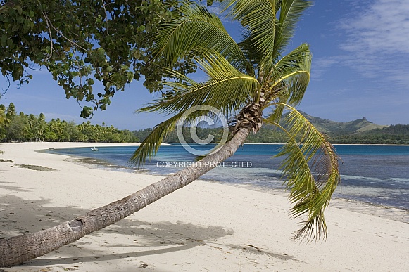 Tropical beach and leaning palm tree - Fiji