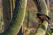 Harris Hawk on Saguaro Cactus