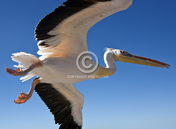 Great White Pelican