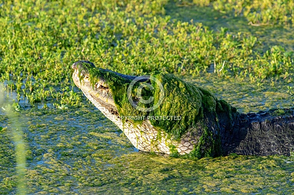 american alligator - Alligator mississippiensis - hiding with green algae toupee covering head and eyes,