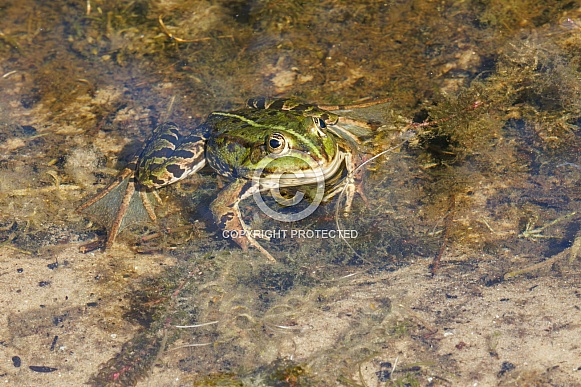 Green frog in the water