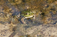 Green frog in the water