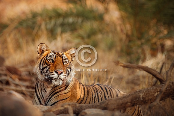 Beautiful tiger in the nature habitat. Tiger pose in amazing light. Wildlife scene with wild animal. Indian wildlife. Indian tiger. Panthera tigris tigris.