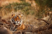 Beautiful tiger in the nature habitat. Tiger pose in amazing light. Wildlife scene with wild animal. Indian wildlife. Indian tiger. Panthera tigris tigris.