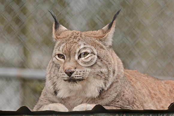 Eurasian Lynx Eurasian Lynx