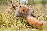 Red fox cubs
