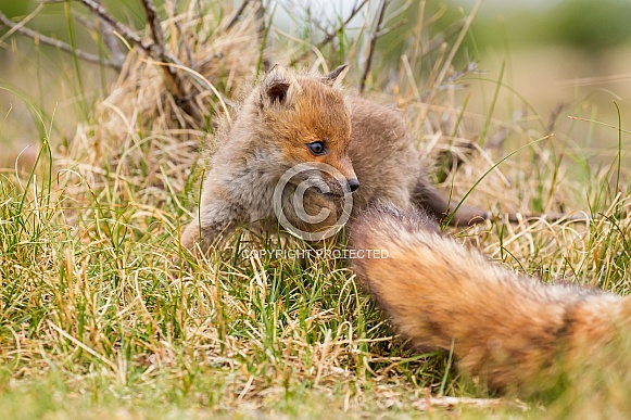 Red fox cubs Red fox cubs