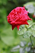 Red Rose