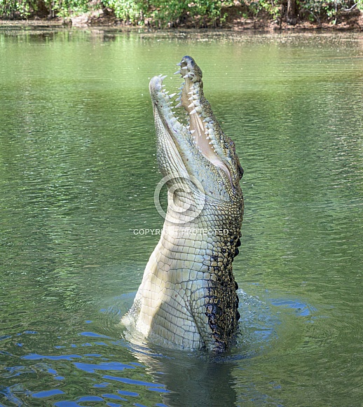 Saltwater Crocodile Lunging Out of Water