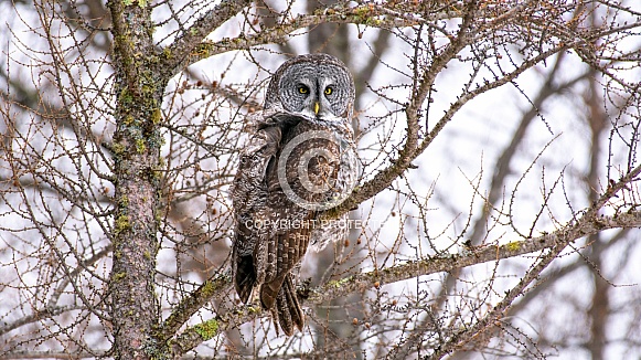 Great Grey Owl (Strix nebulosa) Great Grey Owl (Strix nebulosa)