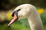Close up Swan