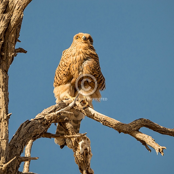Greater Kestrel