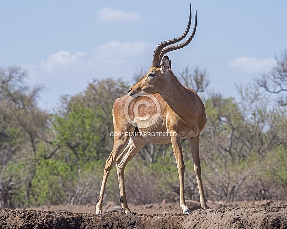 Impala (Male)
