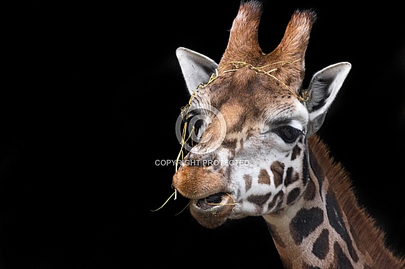 Giraffe Headshot Black Background