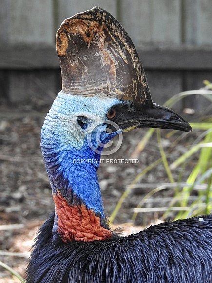 Cassowary