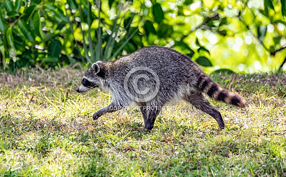 Raccoons