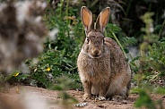 Wild Rabbit - Oryctolagus cuniculus