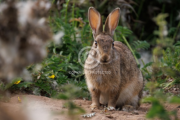 Wild Rabbit - Oryctolagus cuniculus Wild Rabbit - Oryctolagus cuniculus