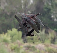 Glossy Ibis

Note from WRP: This photo unfortunately isn't pin sharp when zoomed in to full resolution. However we have approved it to the website due to the beautiful in-flight nature of the composition