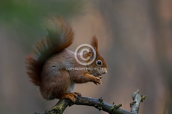 Red Squirrel in a forest Red Squirrel in a forest