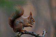 Red Squirrel in a forest