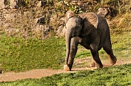 Young african elephant running