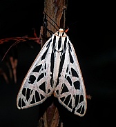 Arge tiger moth (Grammia arge) on bald cypress tree (Taxodium distichum)