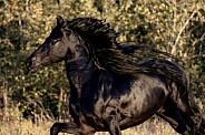 Friesian Horse--Strutting That Mane