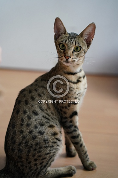 Savannah Cat Savannah Cat