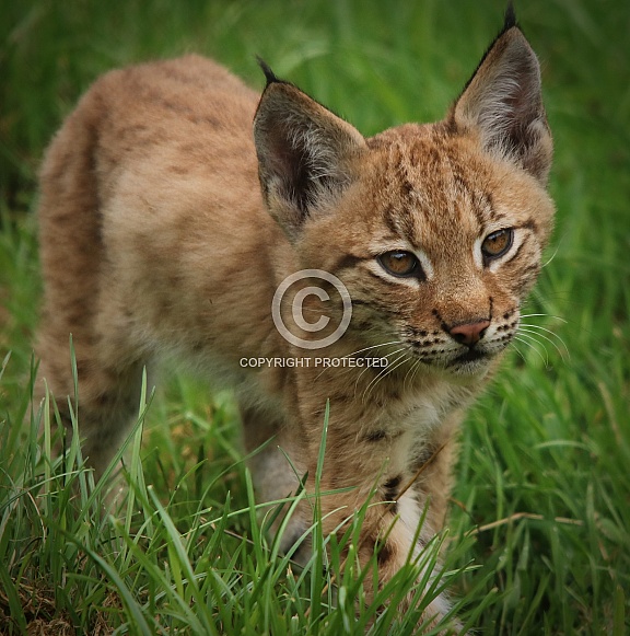 Lynx kitten