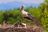 White stork and Chicks