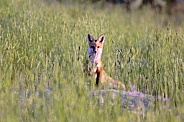 Young Red Fox on Hillside
