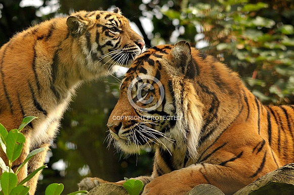 Sumatran Tiger and Cub