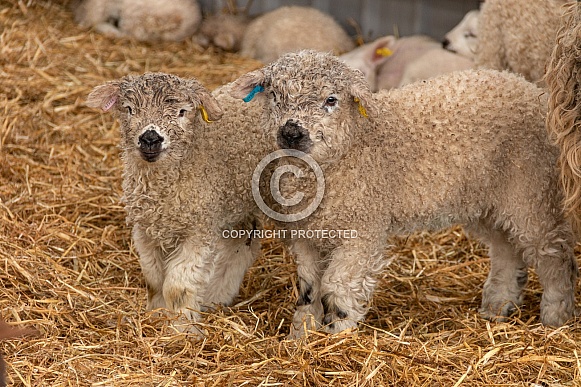 Grey Faced Dartmoor Lambs Two Together