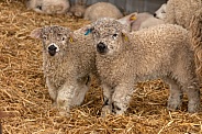 Grey Faced Dartmoor Lambs Two Together