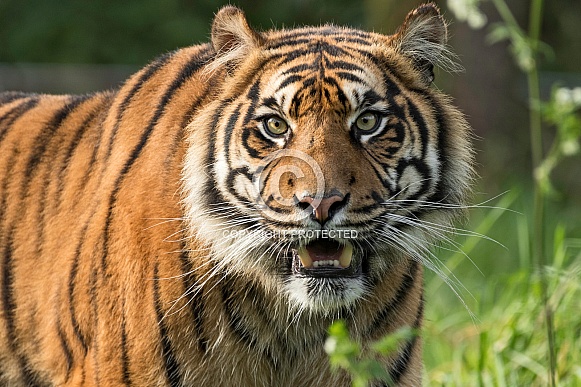 Sumatran Tiger Sumatran Tiger